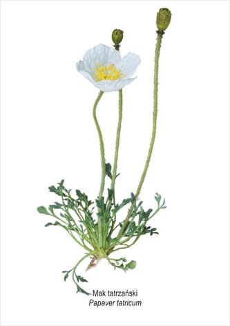 Tablica A4 Mak tatrzański