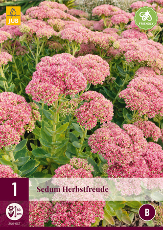 Karta - Rozchodník SEDUM HERBSTFREUDE (1 hlíza) "B"