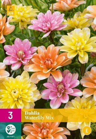 Karta XXL - Jiřina WATERLILY MIX (3 hlízy) "E"