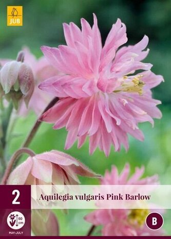 Karta - Orlíček PINK BARLOW (2 hlíza) "B"