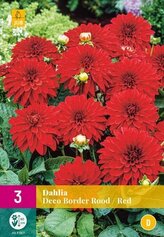 Karta XXL - Jiřina DECO BORDER RED  (3 hlízy) "D+"
