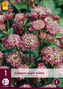 Karta - Jarmanka ASTRANTIA MAJOR RUBRA (1 hlíza) "C"