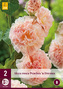 Karta - Proskurník topolovka růžová ROSEA PEACHES 'N DREAMS (2 hlízy) "B"