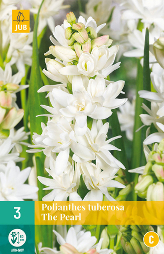 Karta - Polianthes TUBEROSA THE PEARL (3 cibule) "C"