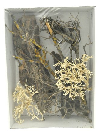 Lucky Reptile Deco Set Desert