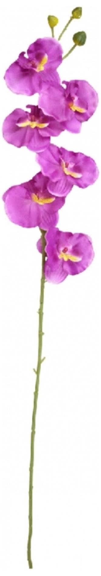 Kwiaty Storczyk, Arpex