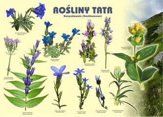 Tablica 100x72cm Rośliny Tatr. Goryczkowate