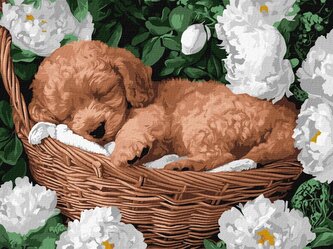 Malowanie po numerach - Śpiący pudel 30x40cm
