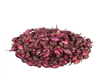 Cibule sazečka KARMEN 20kg 8-16mm