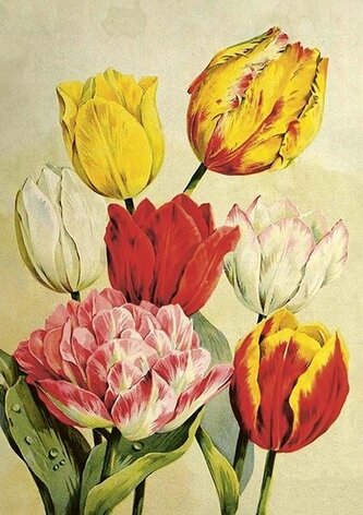 Karnet ST508 B6 + koperta Tulipany