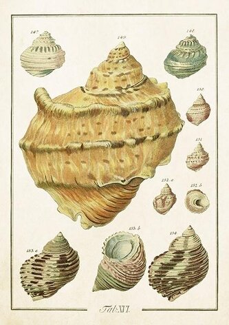 Karnet ST503 B6 + koperta Muszle