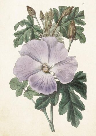 Karnet ST511 B6 + koperta Hibiskus