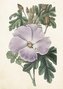 Karnet ST511 B6 + koperta Hibiskus