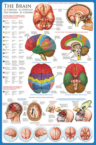 Plakát, Obraz - The brain, 61 × 91.5 cm
