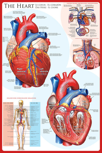 Plakát, Obraz - The heart, 61 × 91.5 cm