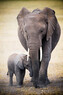 Plakát, Obraz - Elephant and baby, 61 × 91.5 cm