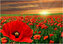 Malowanie po numerach Pole maków o zachodzie słońca 50x40cm 1007686