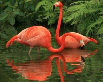 Malowanie po numerach Flamingi czerwone w wodzie 40x50cm 1007543