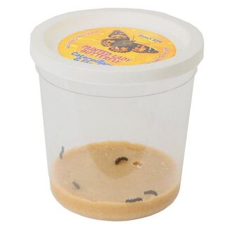 INSECT LORE Náhradní sada 3-5 housenek - certifikát