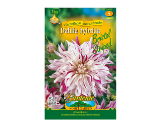 Jiřinka dekorační vysoká BRISTOL STRIPED 1ks