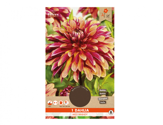 Jiřinka dekorační vysoká MISS BRANDY 1ks