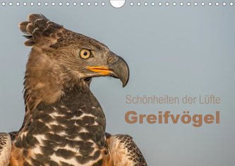 Schönheiten der Lüfte - Greifvögel (Wandkalender 2021 DIN A4 quer)