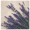 Serwetki 33x33cm Lavender Sheaf SDL126500, Paw