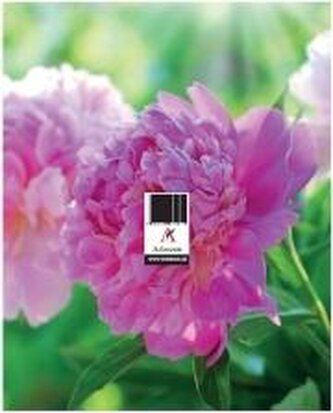 Postawka pod zdzierak uniwersalna 15x20cm MIX