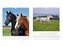kalendář 2026 nástěnný malý Horses 1061636