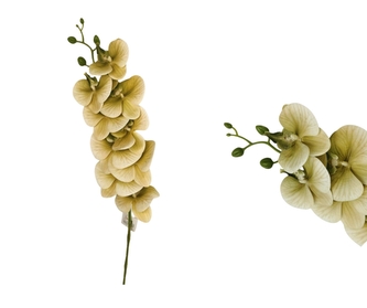 Orchidej Phalaenopsis 90 cm, zelená