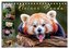 Kleiner Panda (Tischkalender 2026 DIN A5 quer), CALVENDO Monatskalender