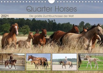 Quarter Horses - Die größte Zuchtbuchrasse der Welt (Wandkalender 2021 DIN A4 quer)