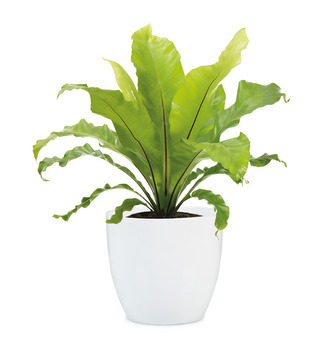 Obal 920 Alaska bílý lesk 13