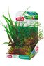 Rostliny akvarijní PLANTKIT 3 sada S Zolux
