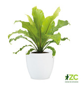 Obal 920 Alaska bílý lesk 11