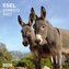 Esel/Donkey 2026