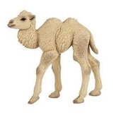 Ťava dvojhrbá mláďa