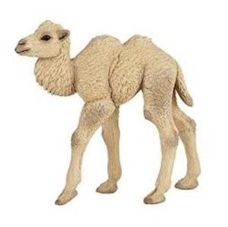 Ťava dvojhrbá mláďa