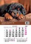 Kalendarz 2026 jednodzielny Pies