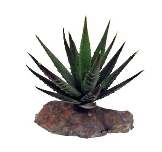 Lucky Reptile-Sukulenty Tiger Aloe, cca 8 cm