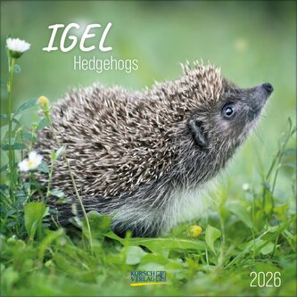 Igel 2026