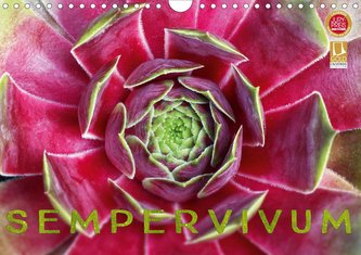 Sempervivum - Hauswurz (Wandkalender 2021 DIN A4 quer)