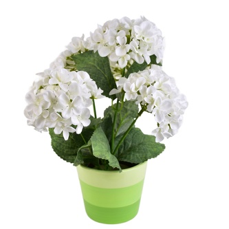 Hortenzie bílá 5 květů v keramickém květináči 33x27 cm