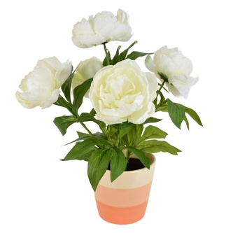 Pivoňky bílé 5 květů v keramickém květináči 40x36 cm