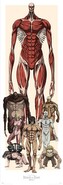 Plakát, Obraz - Attack on Titan, 53 × 158 cm