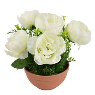 Pivoňky bílé 6 květů v terakotové misce Ø26/26 cm