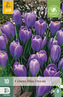 Karta - Krokus - Blue Ocean (10 cibule) "B"