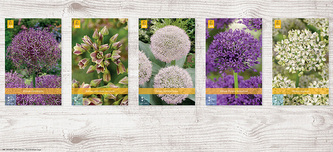 Box - Česnek Allium Large (250 cibulí)