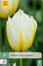 Karta - Tulipán - Lemon Beauty (7 cibulí) "C+"