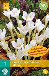 Karta - Ocún - Colchicum Autumnale Album (1 cibule) "B+"